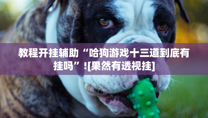 教程开挂辅助“哈狗游戏十三道到底有挂吗”![果然有透视挂]